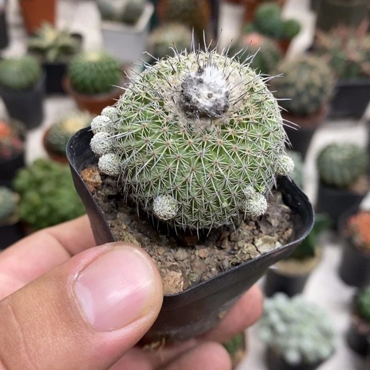 乌月丸特价福利特价