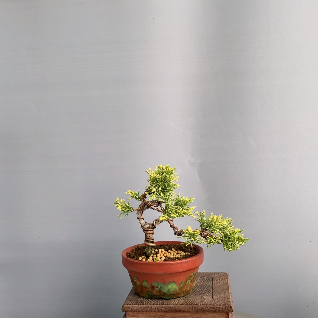 无花朵原生黄金真柏盆景