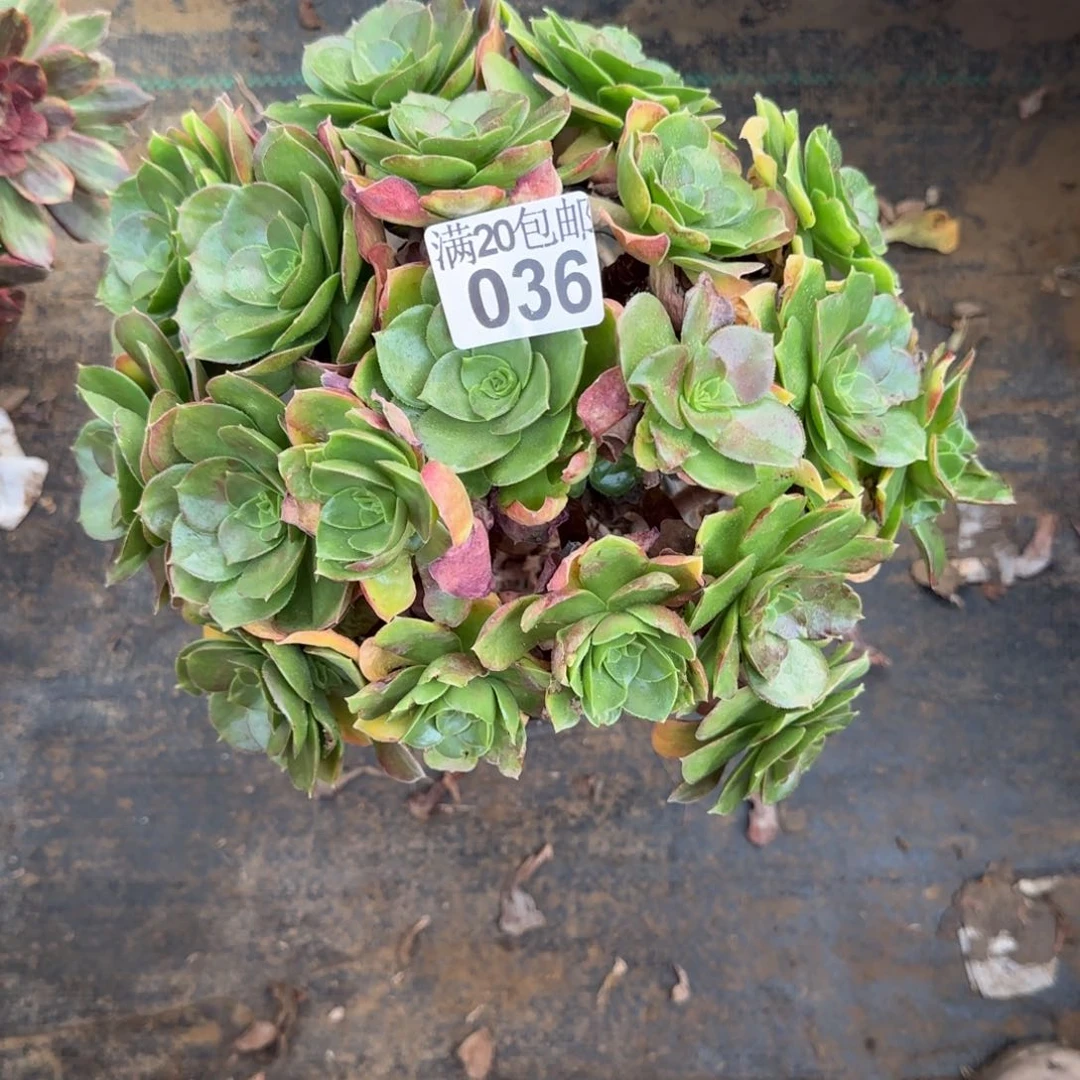 文****肥玫瑰多肉036满20包邮断枝不包瑕疵