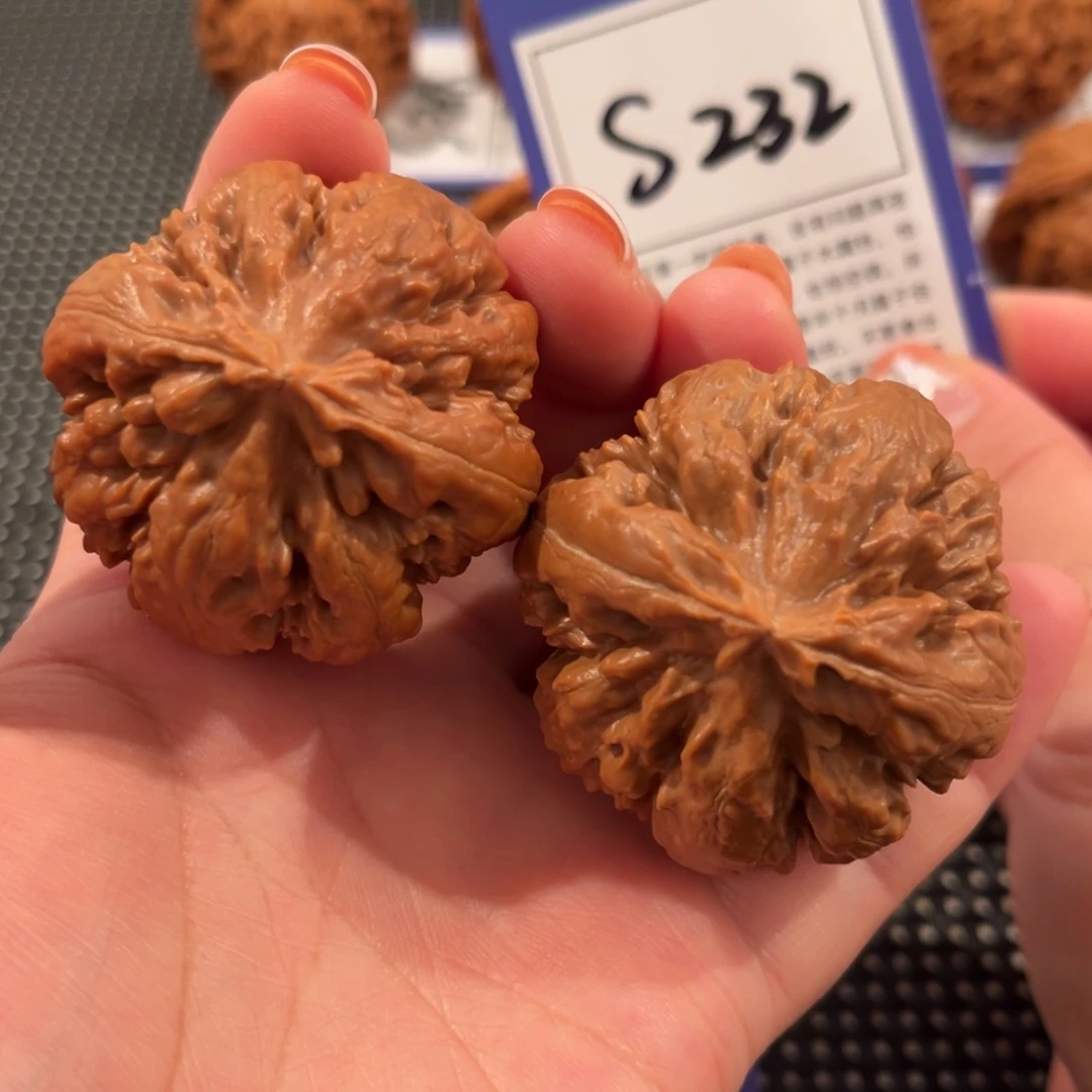 核桃S232号霸王龙43尺