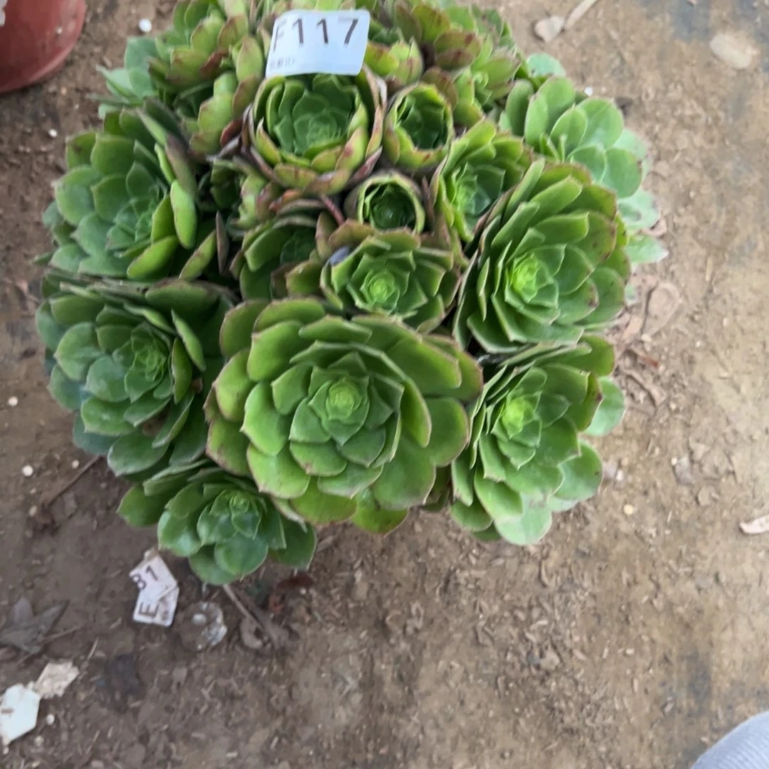 117万圣节法师多肉植物