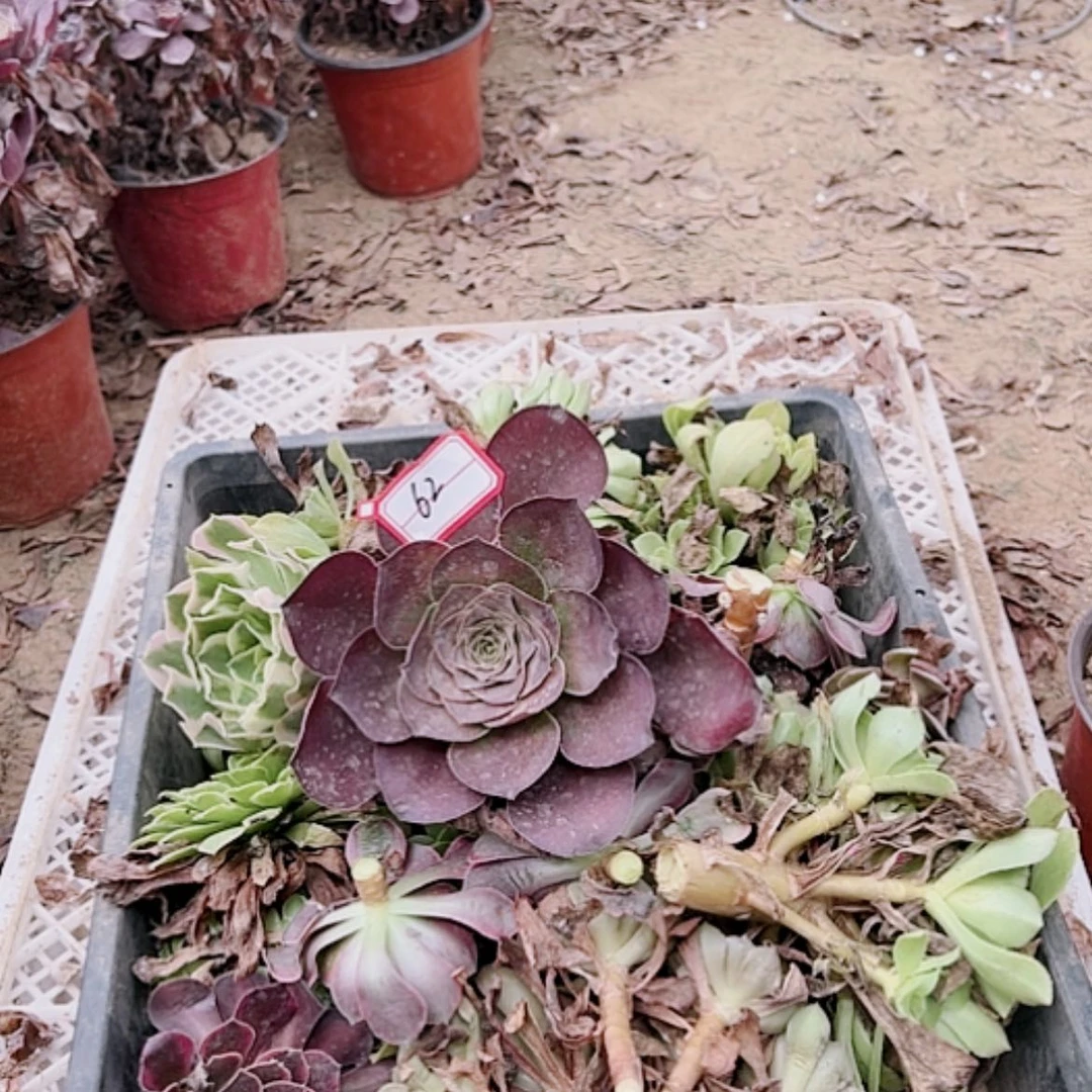 【闪购商品】无花朵开*姐62号套餐砍头