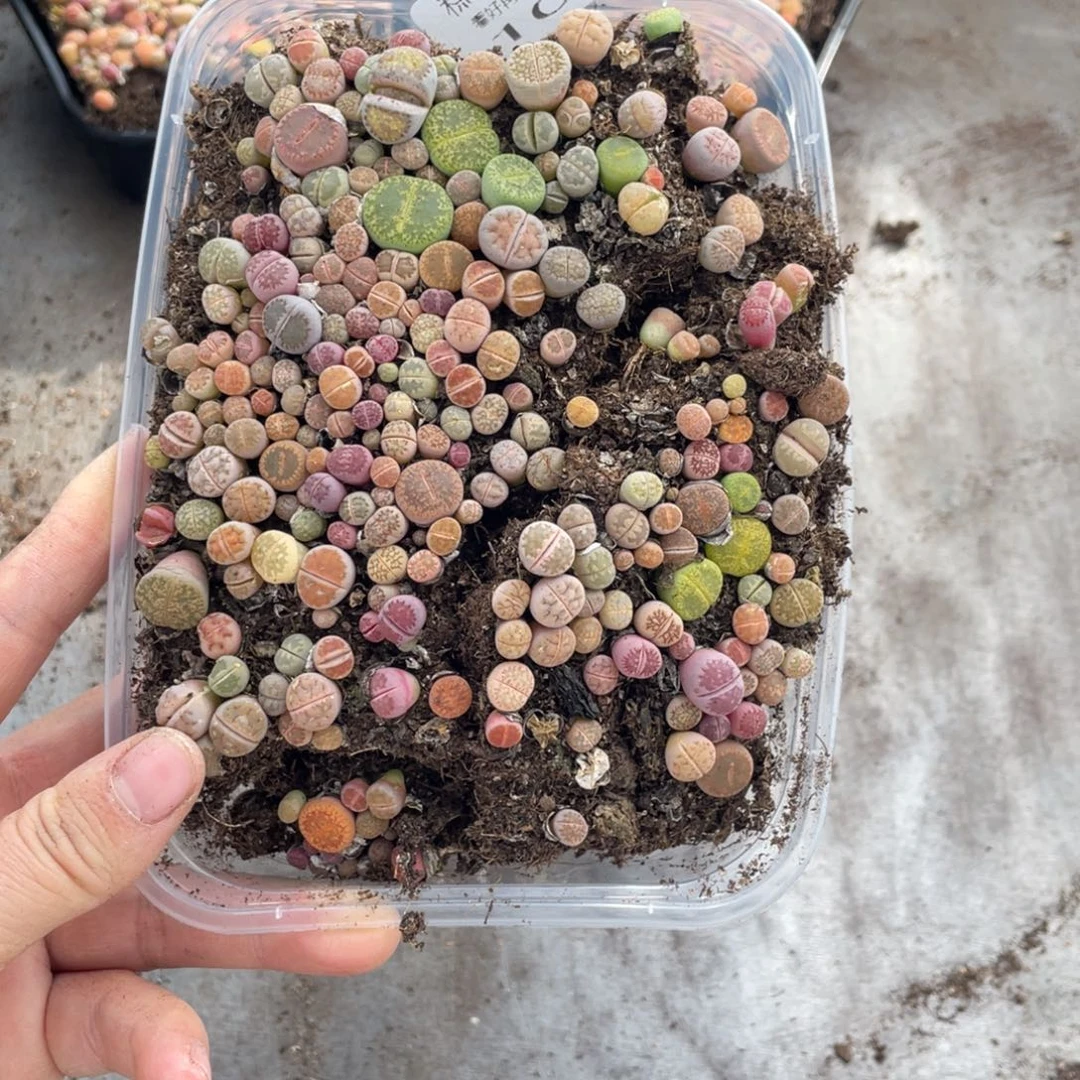 糕大上多肉植物108