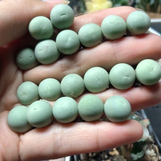 1859，19棵1.1厘米左右如图鸽子蛋