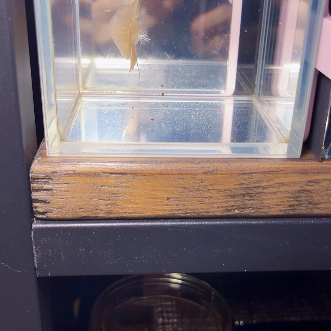 海水宙斯斗鱼竞拍 09-14