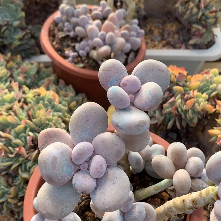 大叶奶大群生脱土发