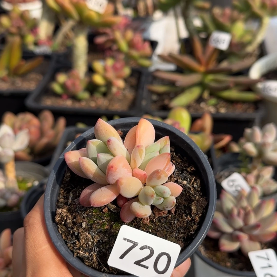 720号一物一拍一物一拍