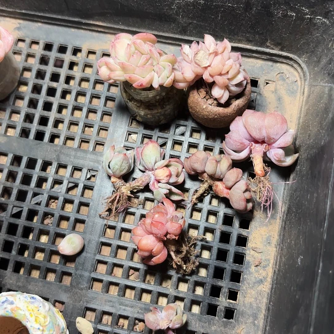 x**i多肉卡卡米一起6颗