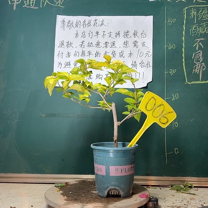 完全开放斑红樱006