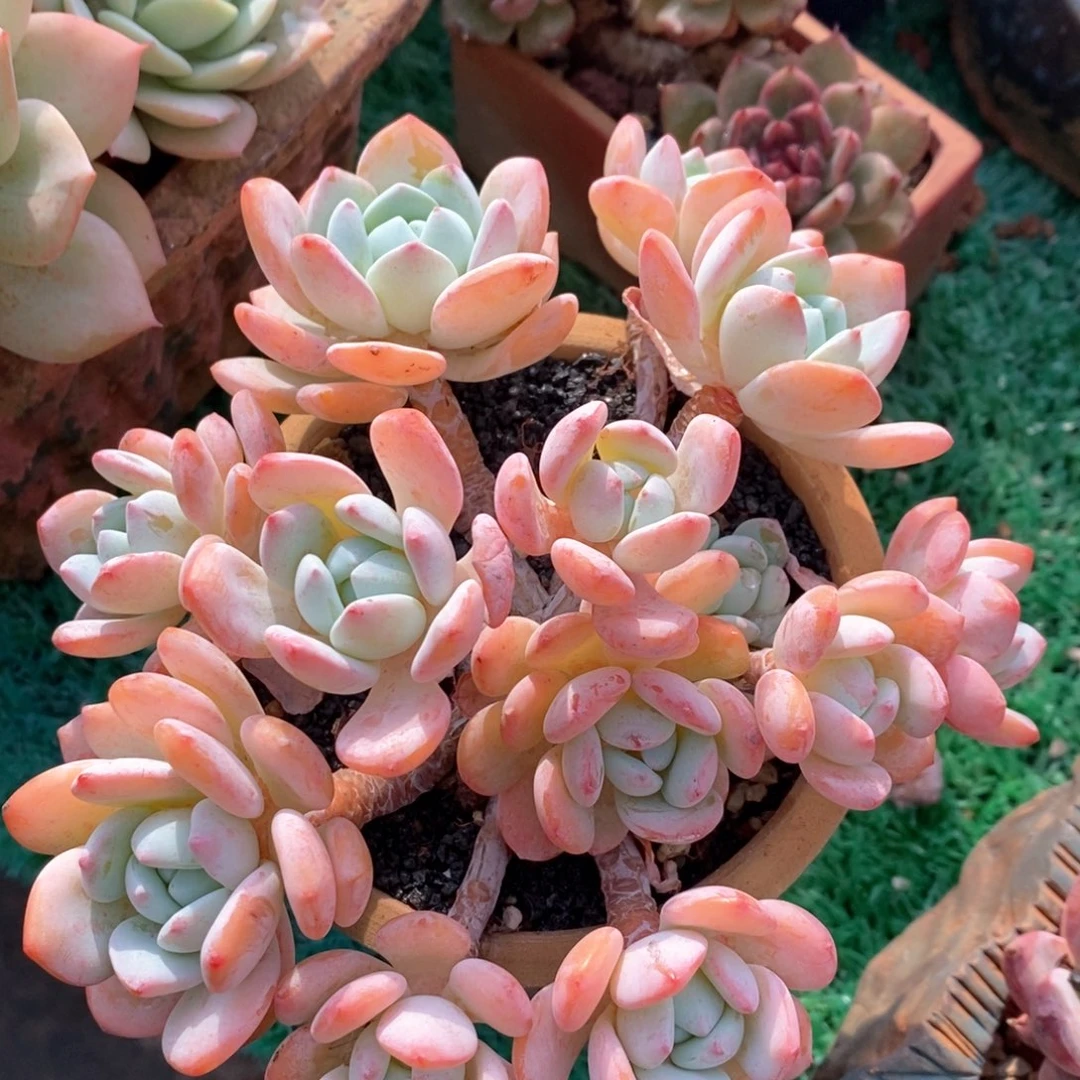 冷香多肉植物盆栽