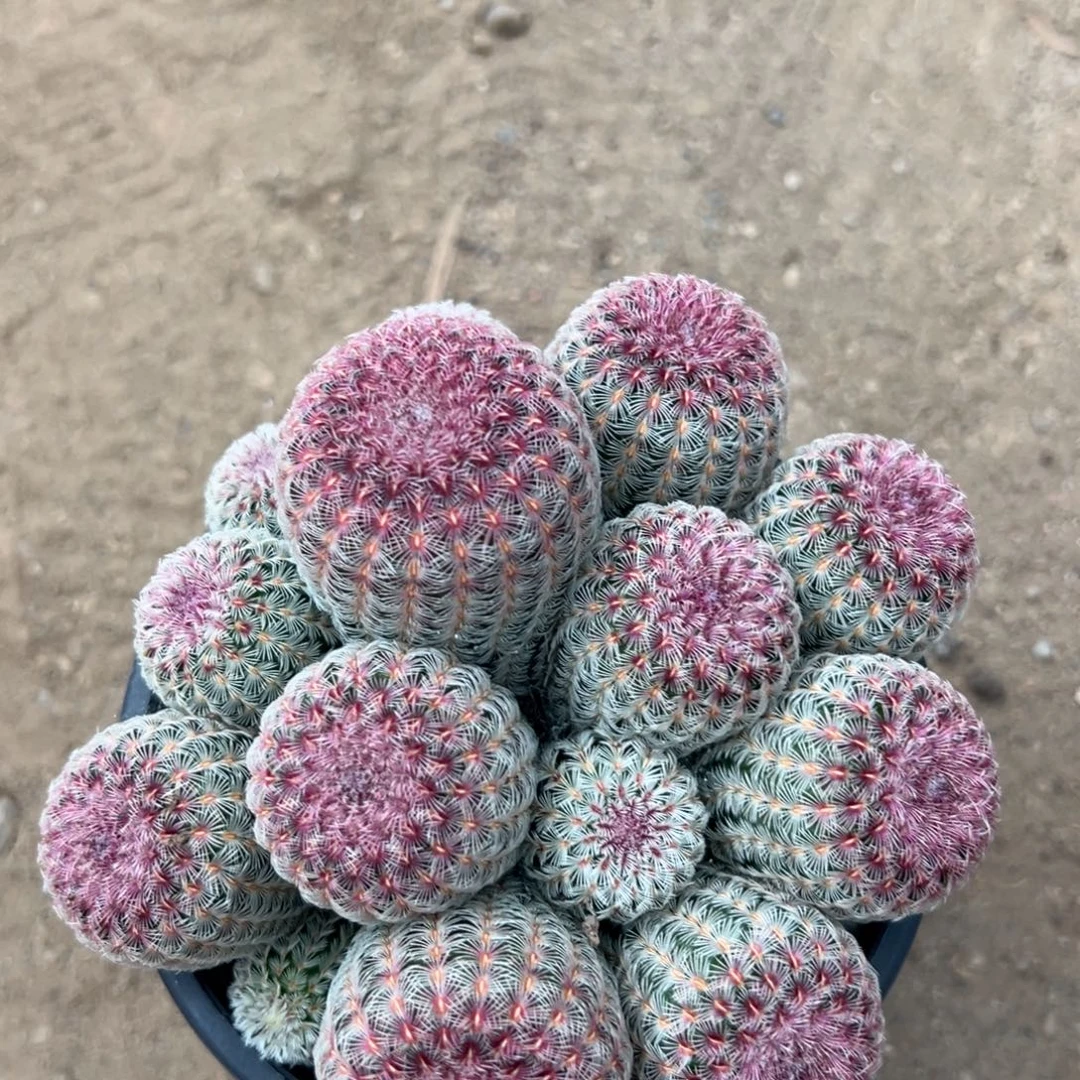 打***坑零零落落 零零落落