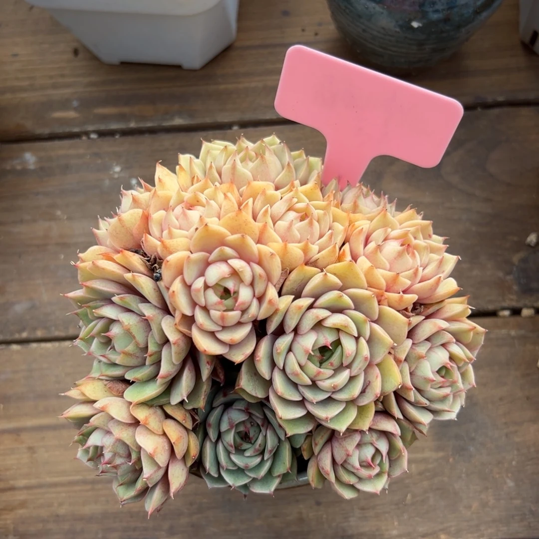 苯巴蒂斯11111111111