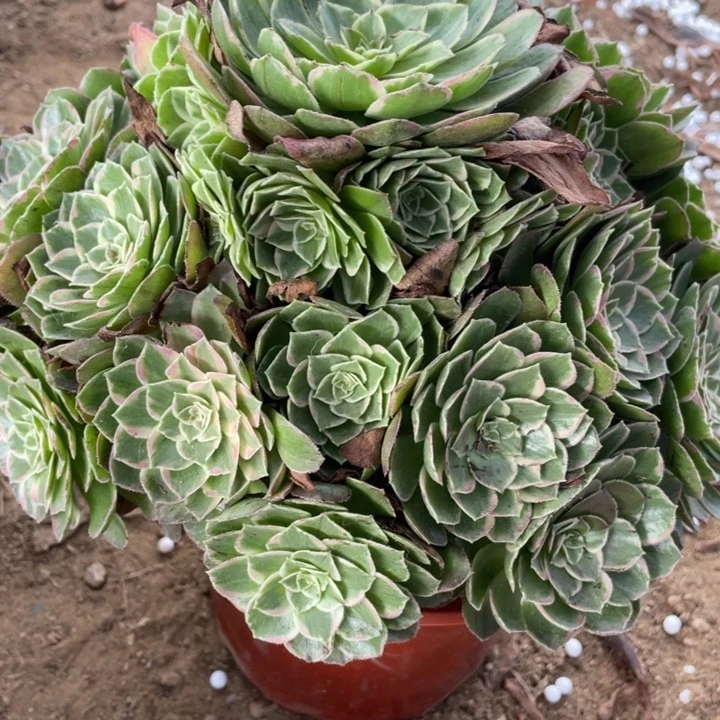 草***！无花朵325多肉植物莲花