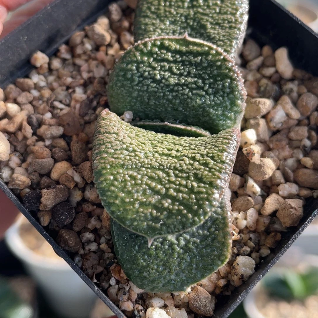 609脱土发货1111111