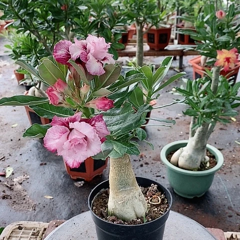 【闪购商品】无花朵珍**生