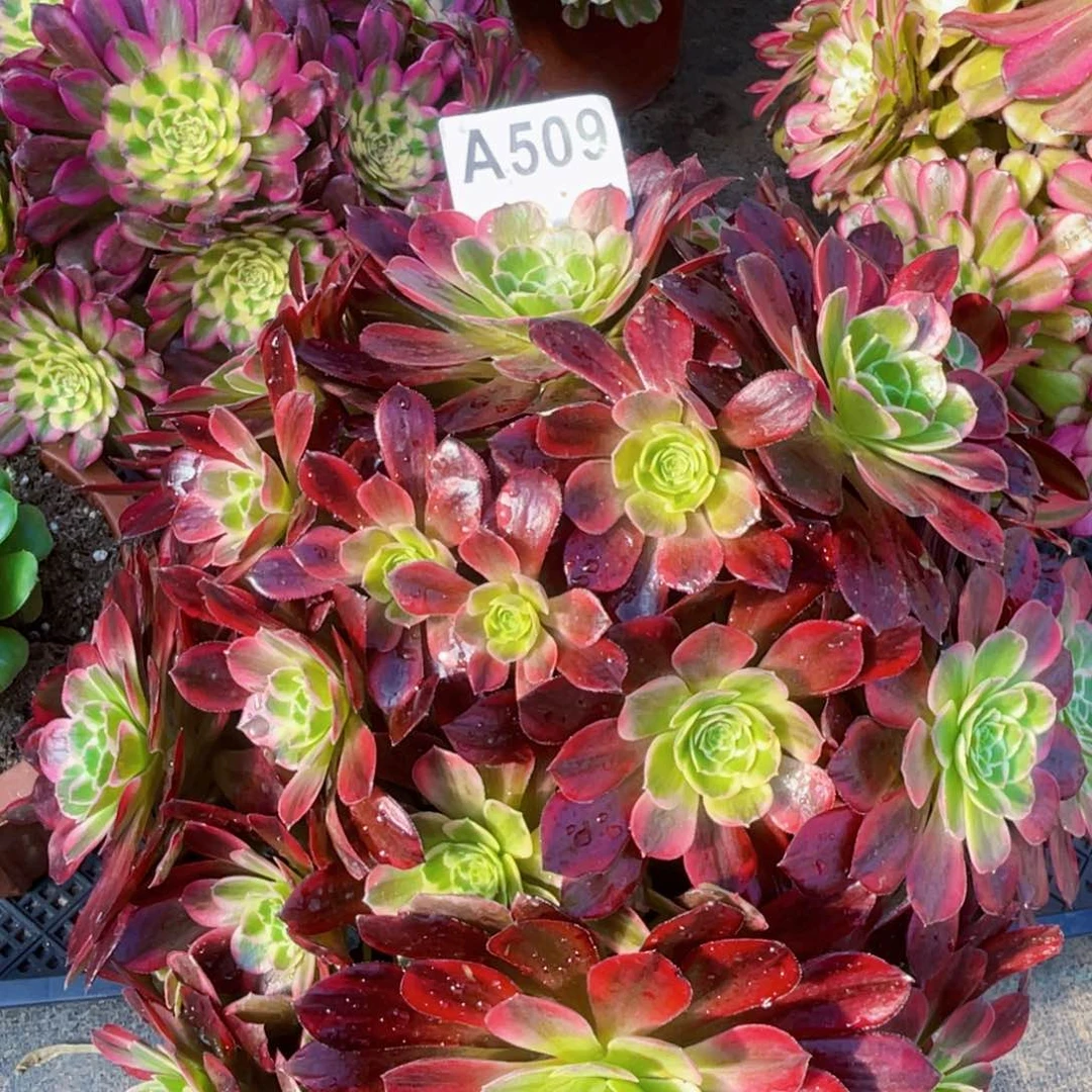 余安娜509福利出了