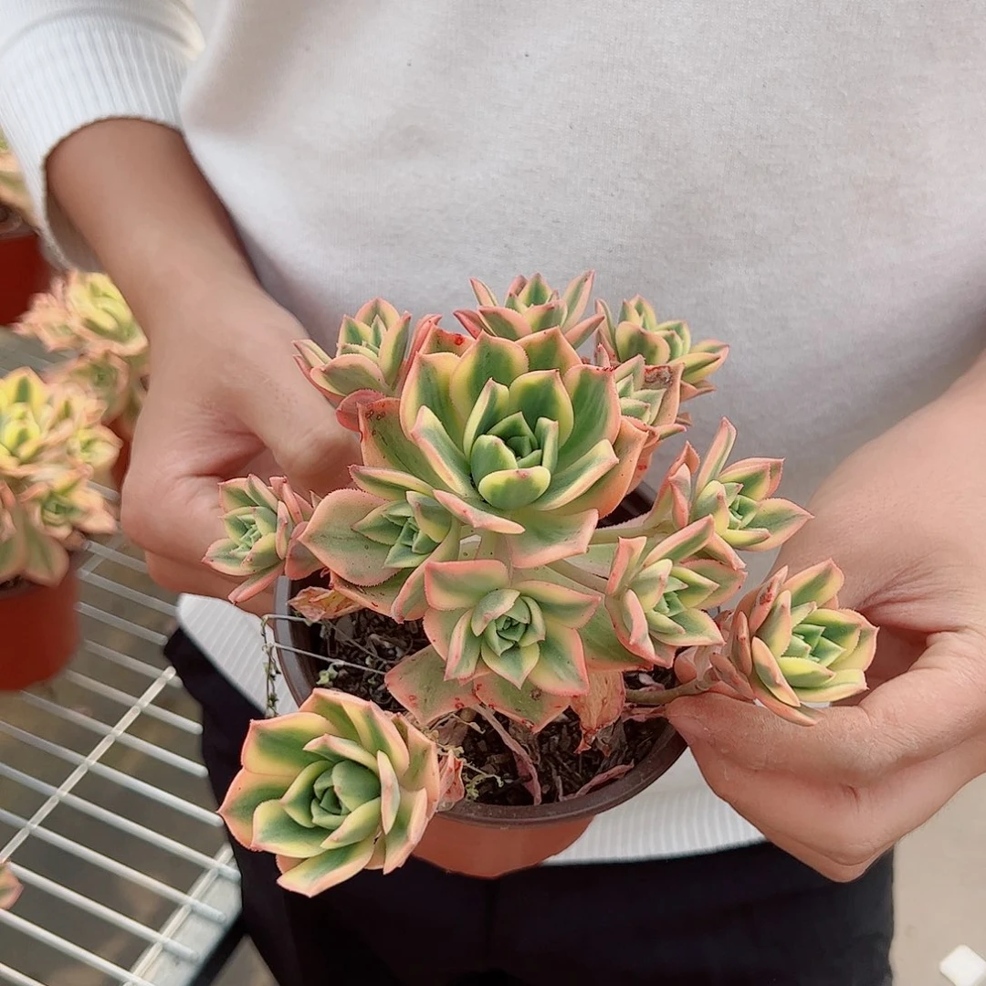 艳日辉整桩整群老桩