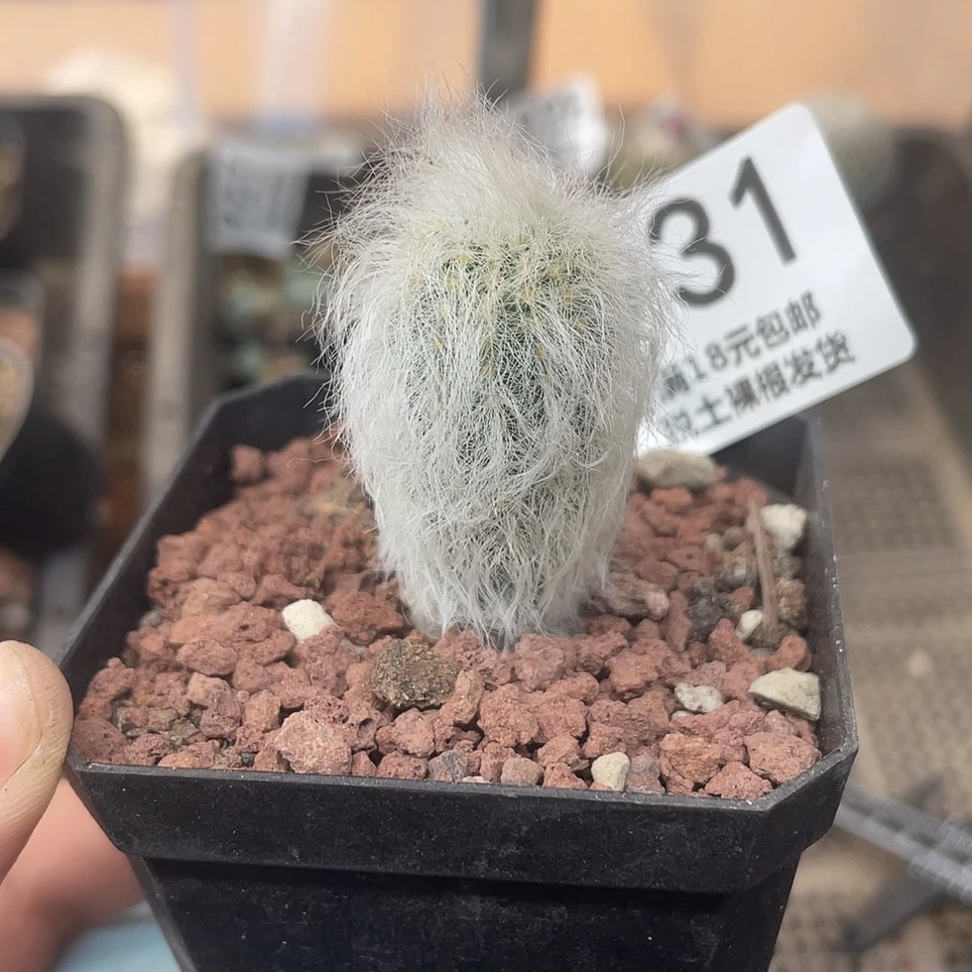 931白发虾仙人球植物