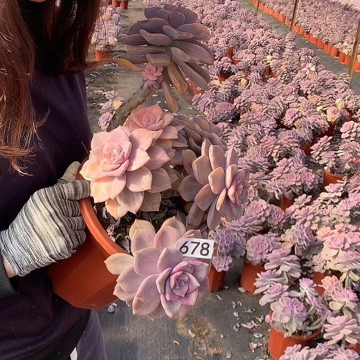 678 紫乐锦 一物一拍