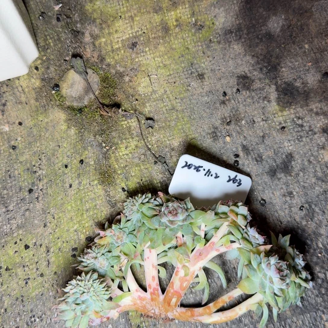 一物一拍秘境冰魄缀化263