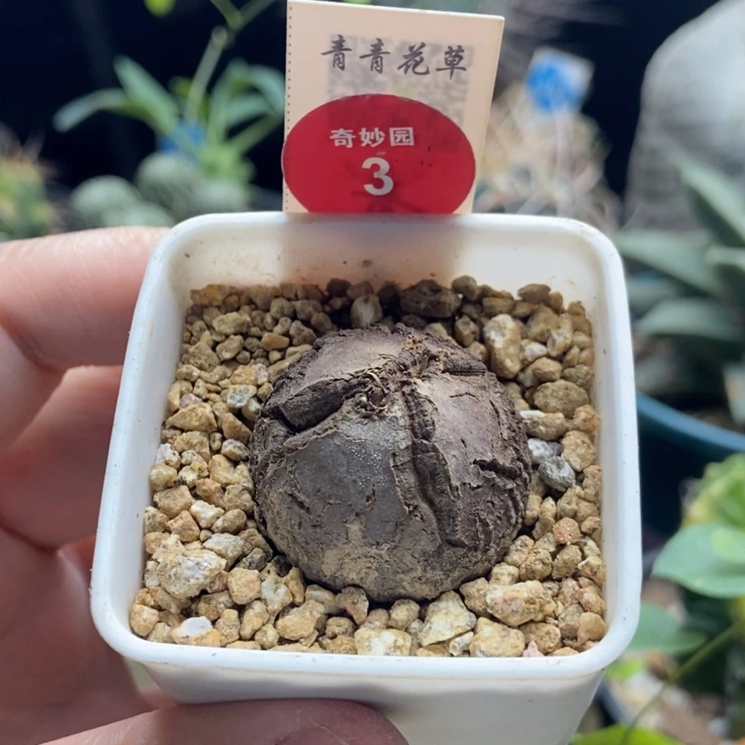 龟甲龙3cm一棵仙人球