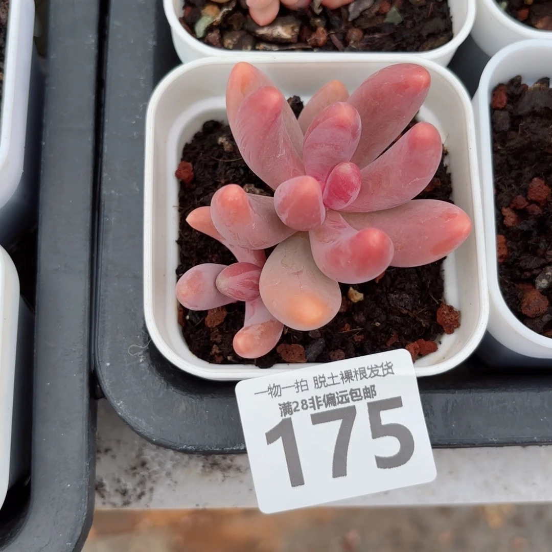 红手指老桩无盆土发货