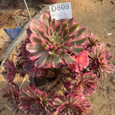 多肉植物红铜白捧花