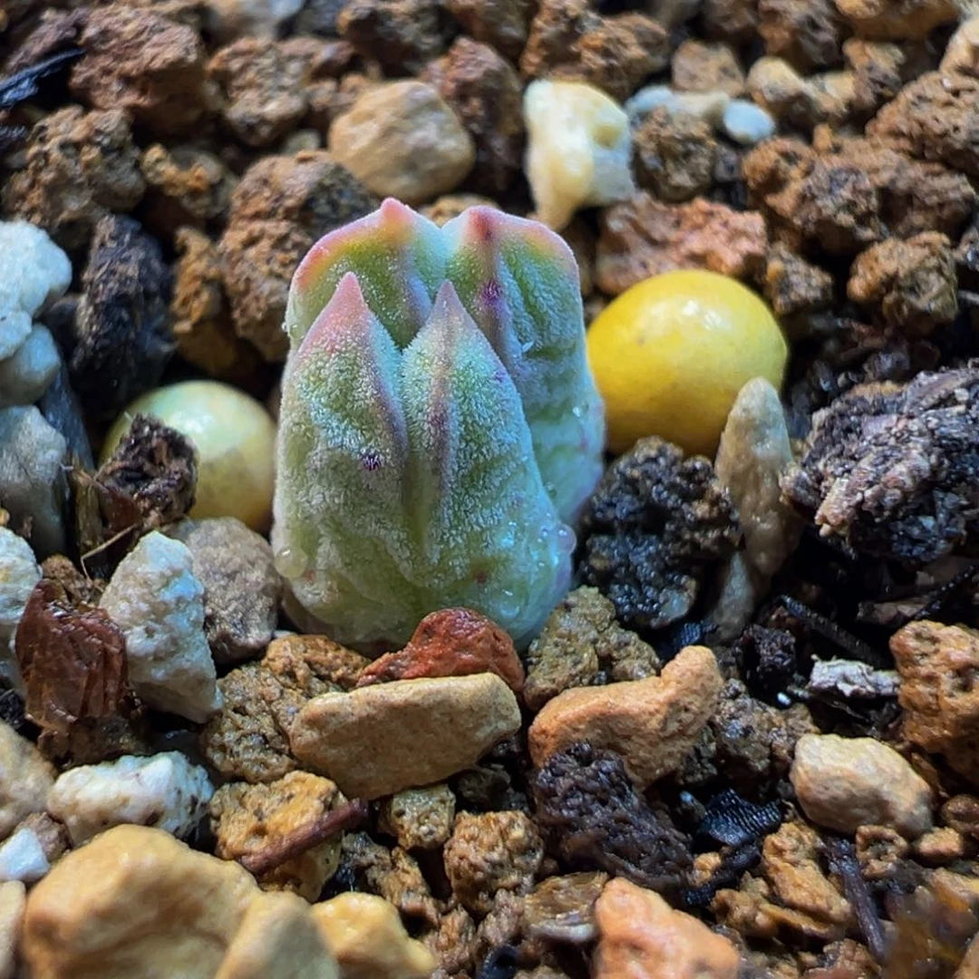 522多肉植物种类多样