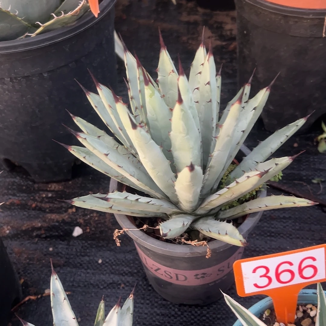 灰机蓝肌八荒殿龙舌兰