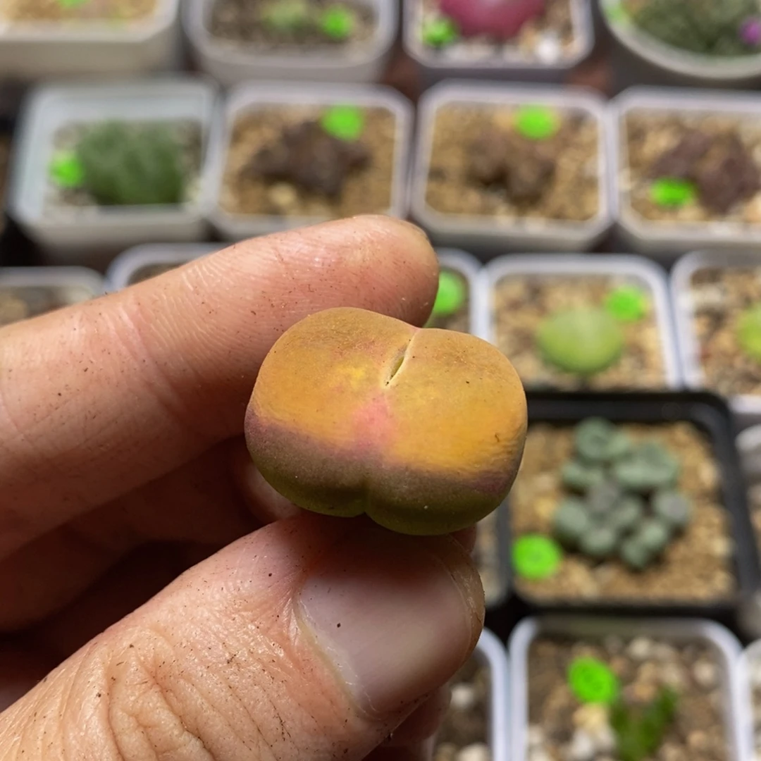 2.1漂亮多肉植物216
