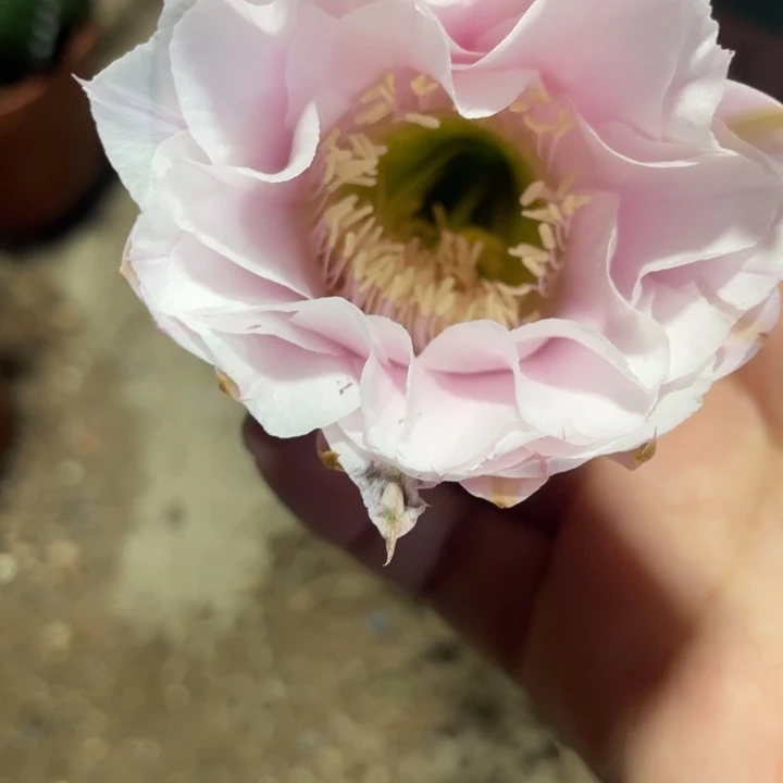 婉***清实生彩草摘花脱土