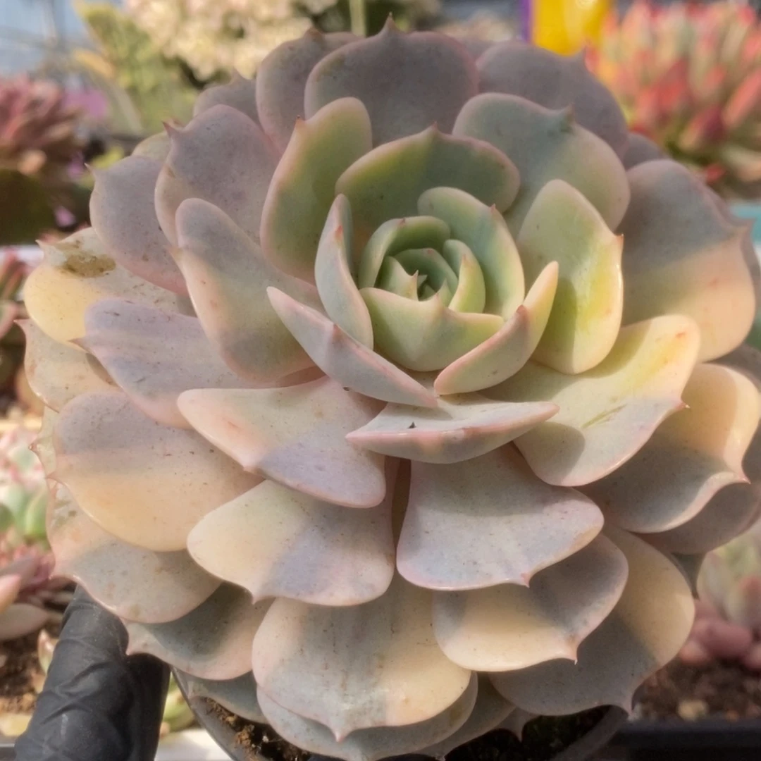 758露娜莲锦锦锦锦锦