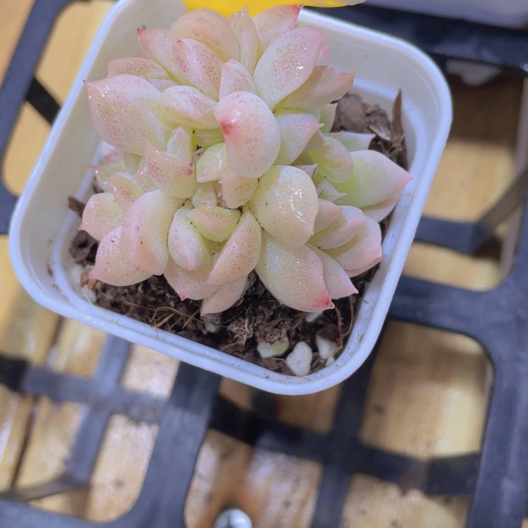 48号 白桃汽水缀化