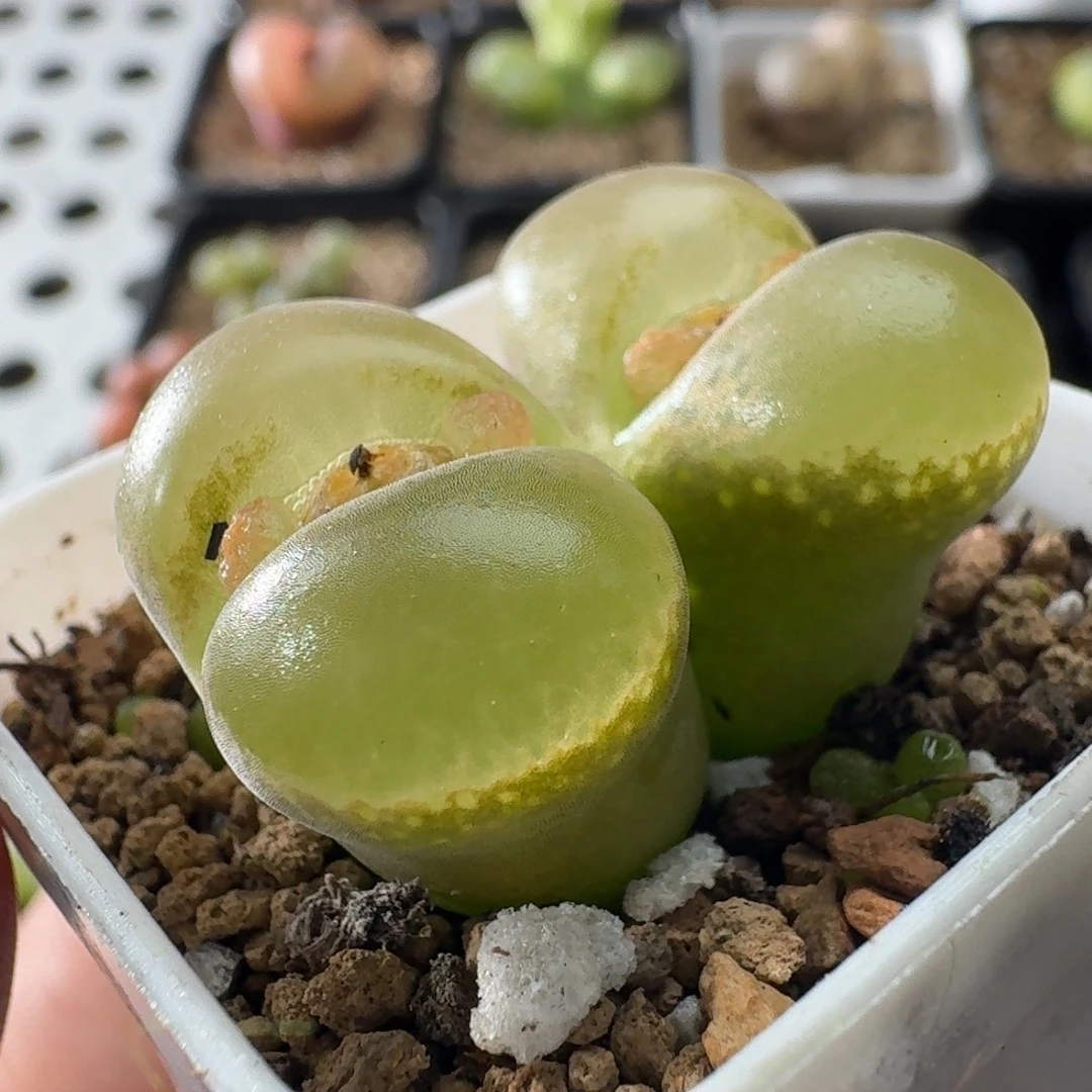 3749风铃玉肉锥植物