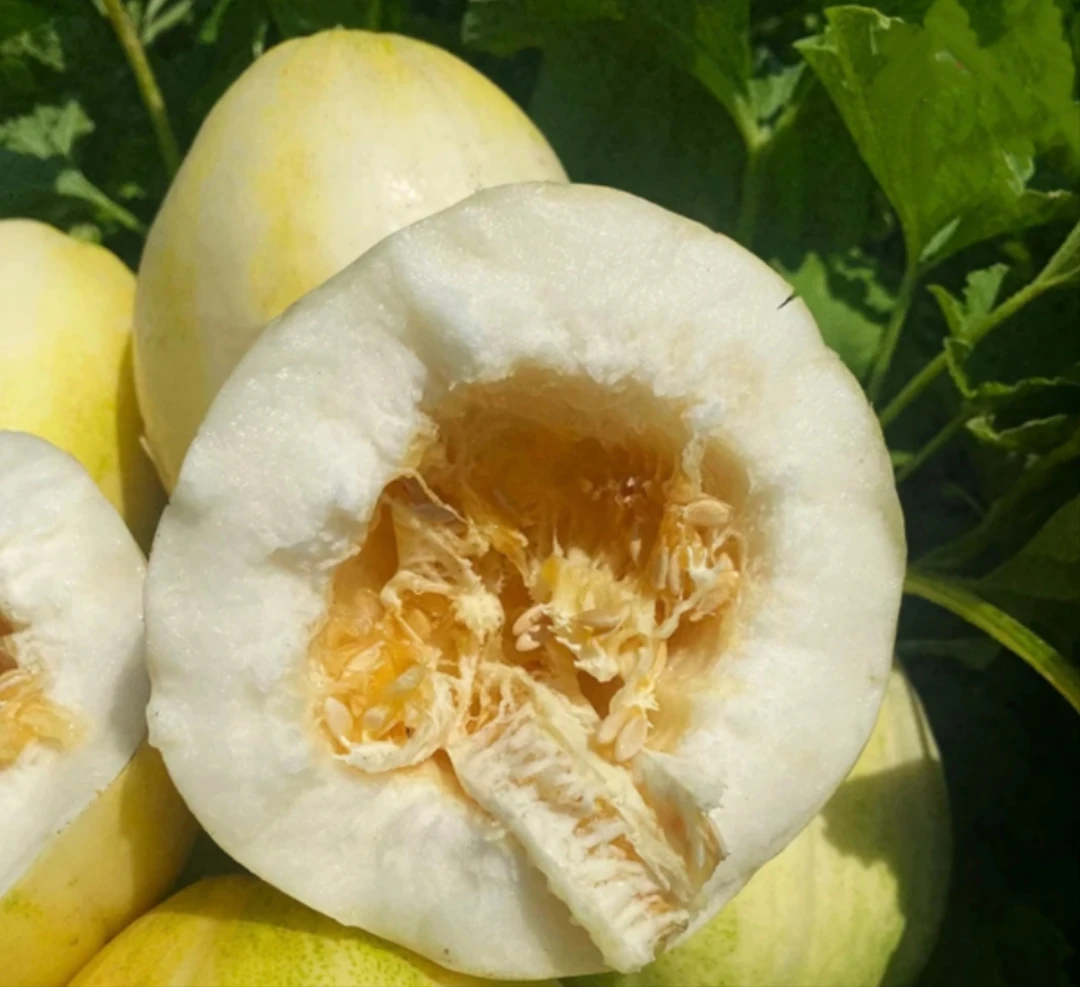 【顺丰包邮】东北白糖罐甜瓜陆地头茬农家田园瓜坏包赔5斤发香甜脆