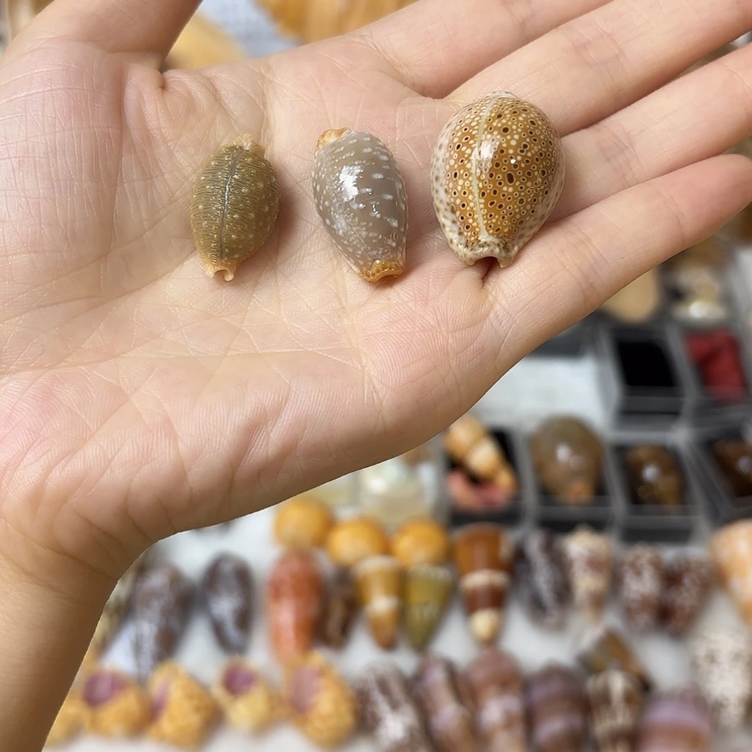 水***️天然海螺贝壳宝螺