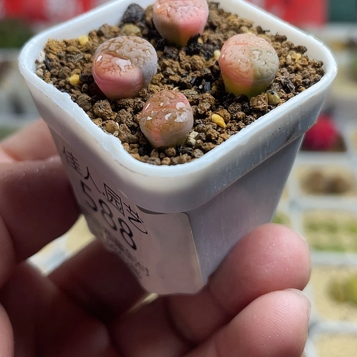 佳人园艺多肉生石花锦588