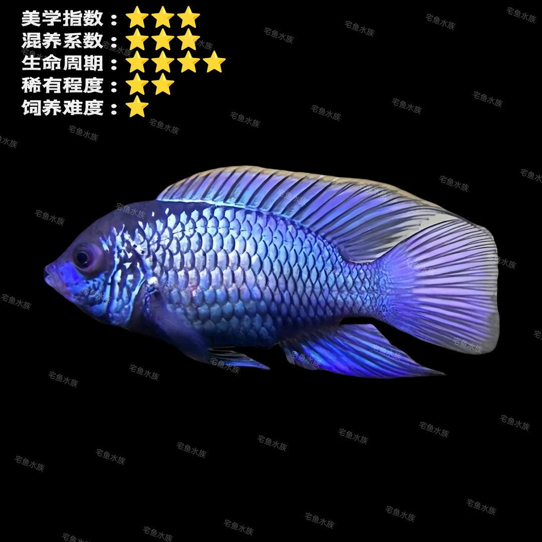 【宅鱼推荐】湛蓝宝石鱼电光凤凰淡水鱼小型热带鱼观赏鱼活体易饲养