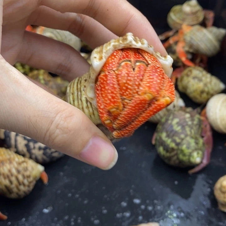 3.4口橘色芬达毛里求斯