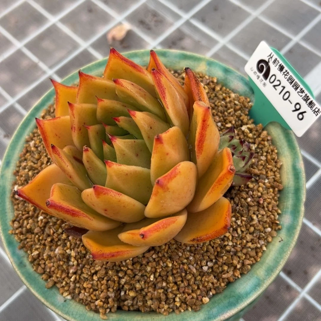 多肉一物一拍0210-96