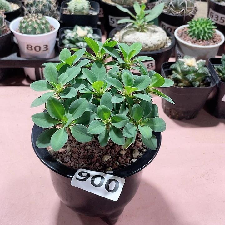 900实生多头杜兰尼块根
