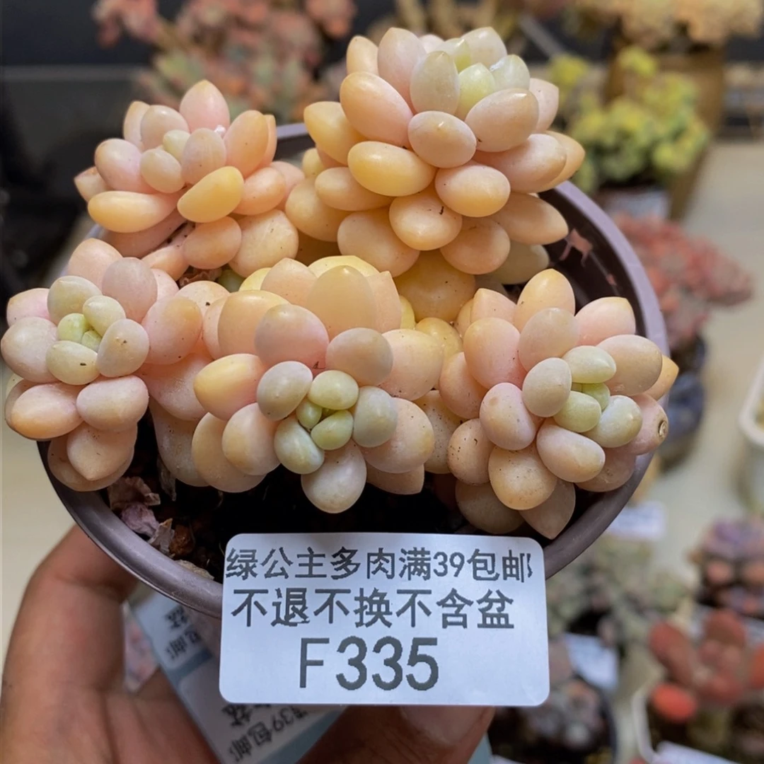 335洛可可多肉轻微掉叶