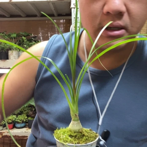 红陶一物一拍所见即所得41