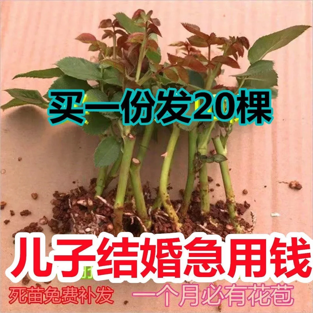 大花浓香四季开花玫瑰花苗阳台庭院盆栽地栽耐寒耐冻