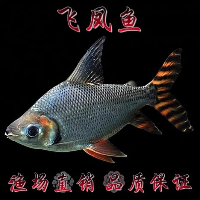 直纹飞凤鱼金凤银凤金线鱼观赏柠檬鲫热带鱼银龙鱼套餐组合装配鱼
