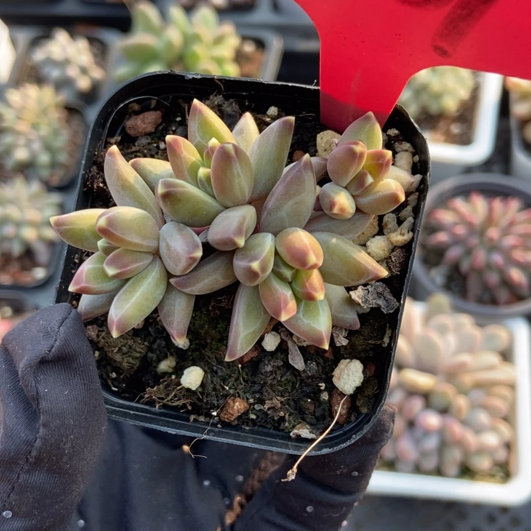 207梵高美人多肉植物