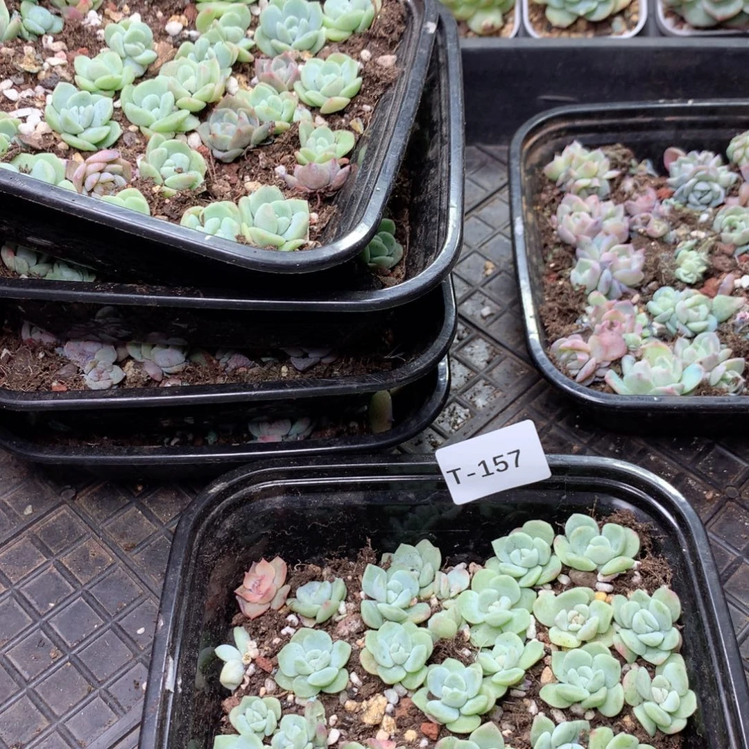 无花朵T157英语英语