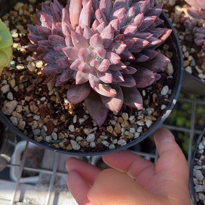 群生虞美人多肉植物