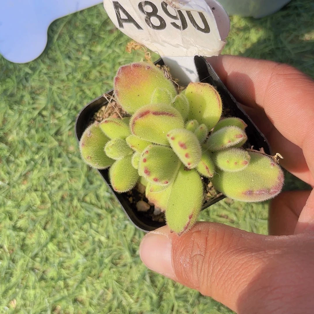 A890黄熊一物一拍啊