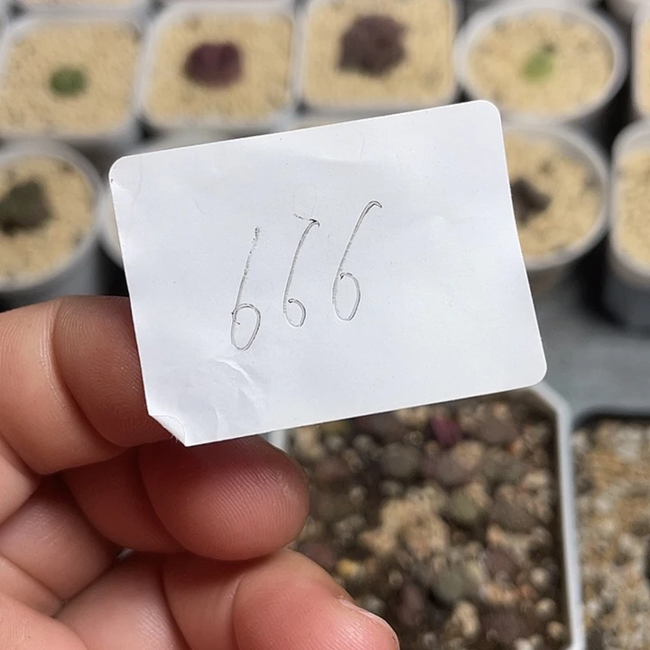 Y***r佳人园艺博览会666